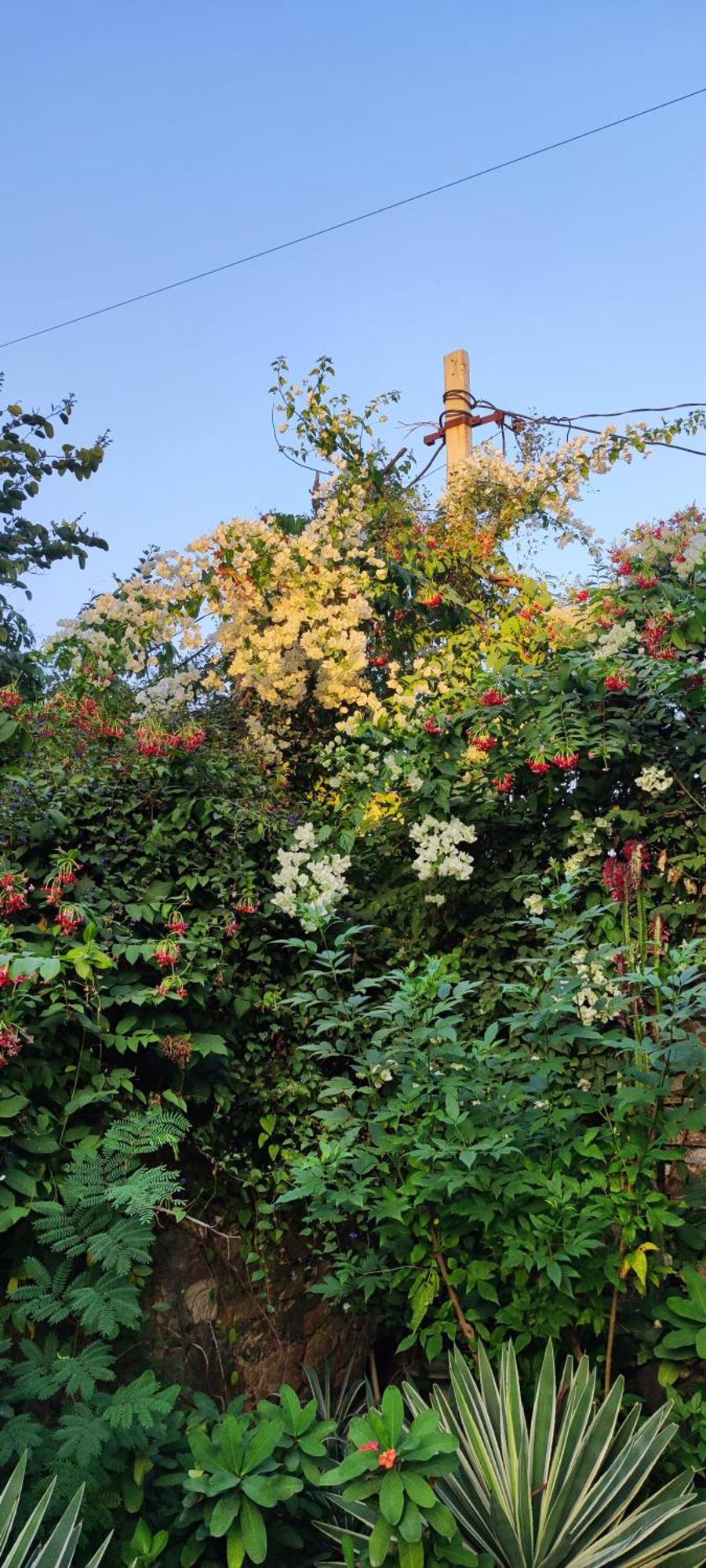 Bed and Breakfast The Secret Garden Pushkar Exterior foto